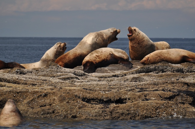 海岸海狮休憩图片