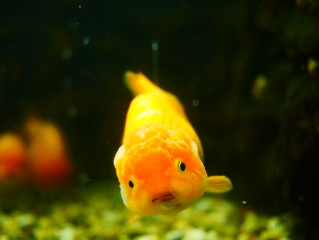 黄色金鱼图片