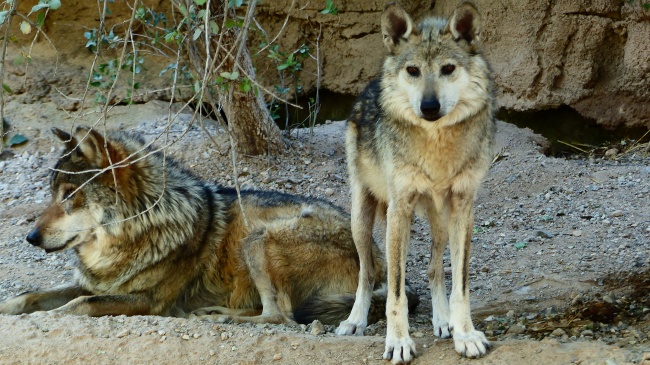 两只野狼图片