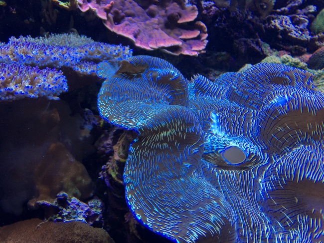 海洋珊瑚礁图片