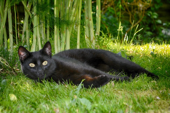 躺在草地的小猫图片