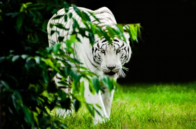森林白老虎图片