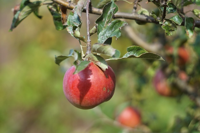 成熟红苹果摄影图片