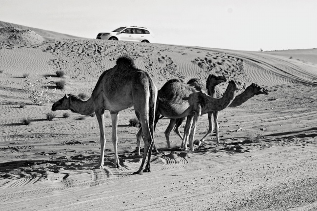 沙漠骆驼黑白摄影图