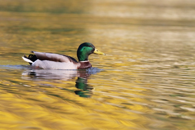 游水的绿头鸭图片