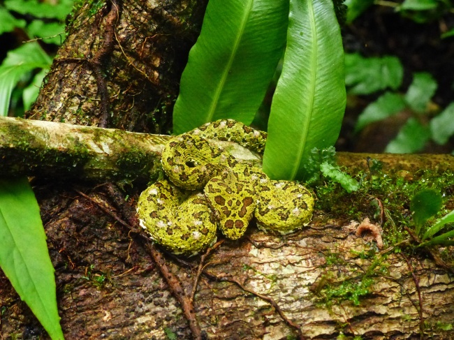 绿皮花纹毒蛇图片