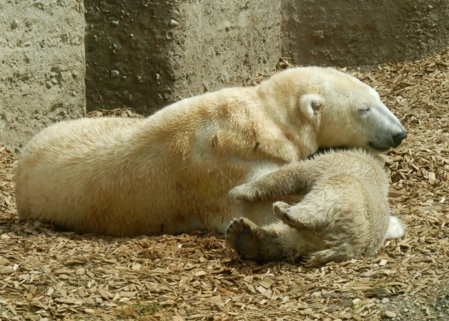 北极熊母子温馨瞬间