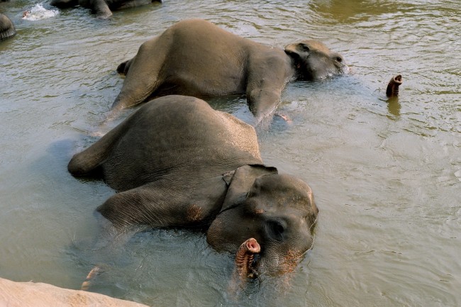 洗浴的大象图片