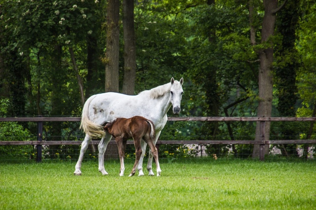 牧场白马与小马驹图片