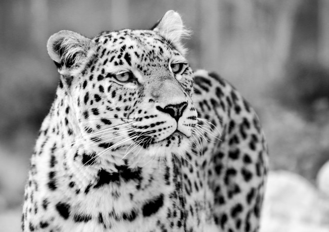 豹子黑白图片