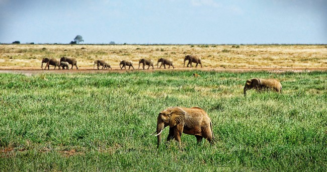 草原非洲大象图片
