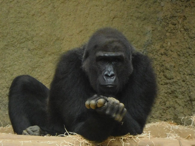 黑色大猩猩图片