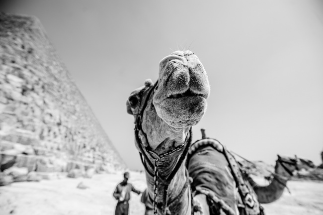 沙漠骆驼黑白图片