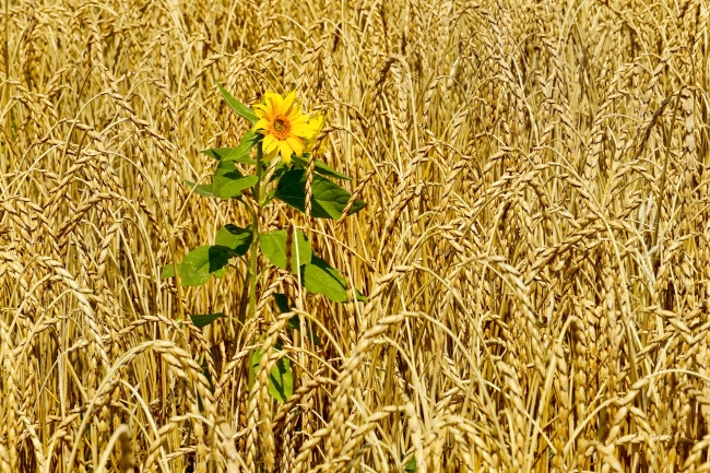 成熟小麦背景图片