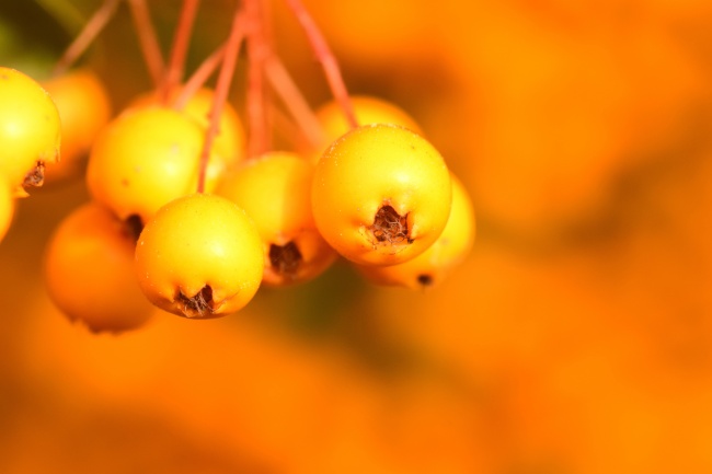 秋天黄色果实图片