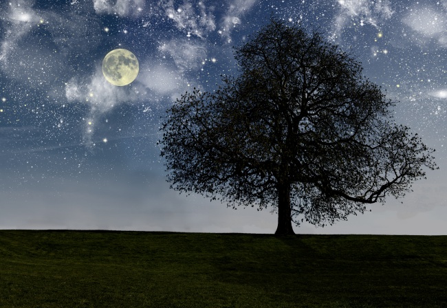 夜晚星空月亮大树草地图片