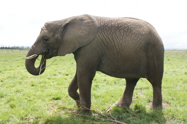 南非大象摄影图片