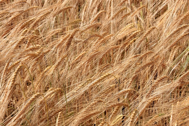 丰收的小麦高清图片