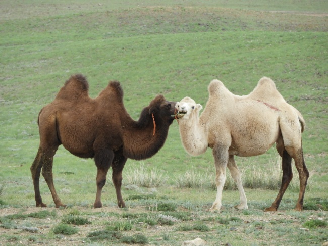 两只骆驼图片