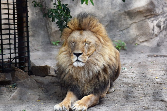 动物园野生狮子图片