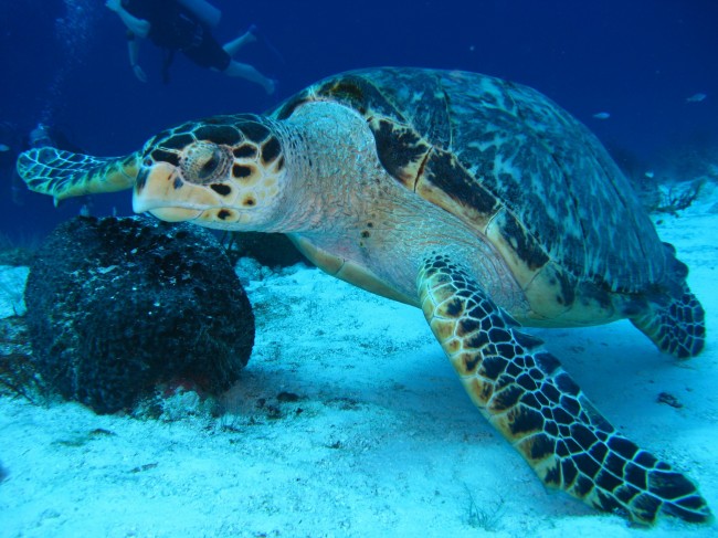 热带海龟图片