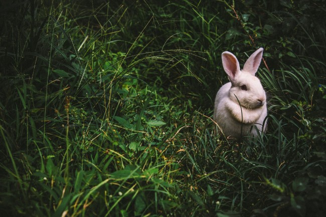 草地白兔图片