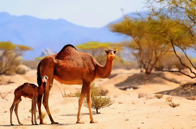 沙漠大小骆驼图片