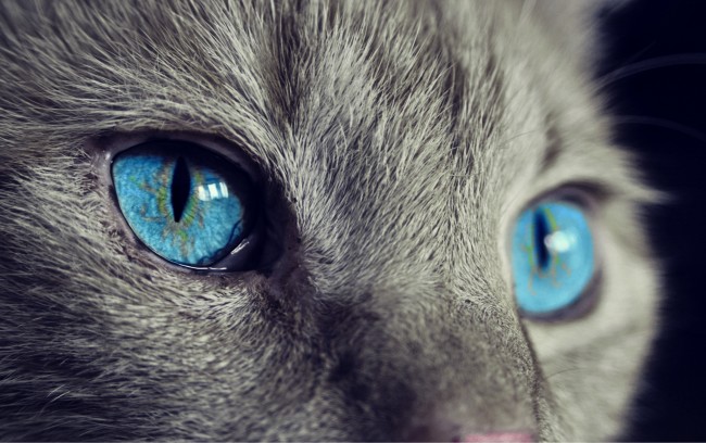 猫眼图片