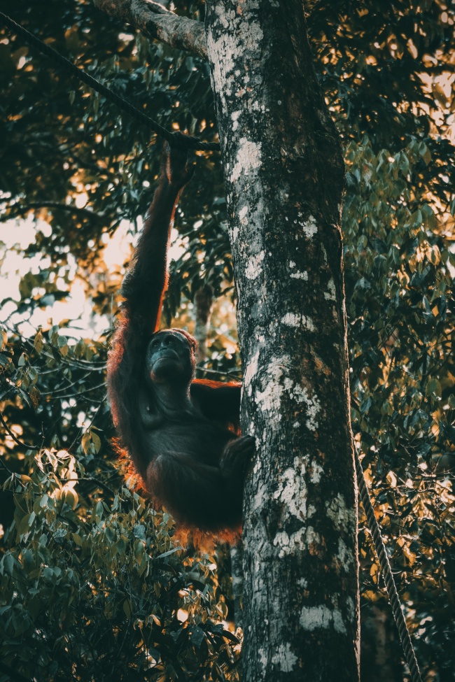 黑猩猩爬树图片