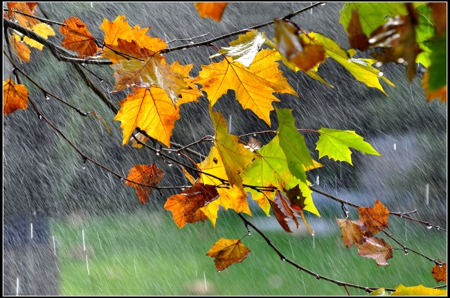 秋天的雨图片大全