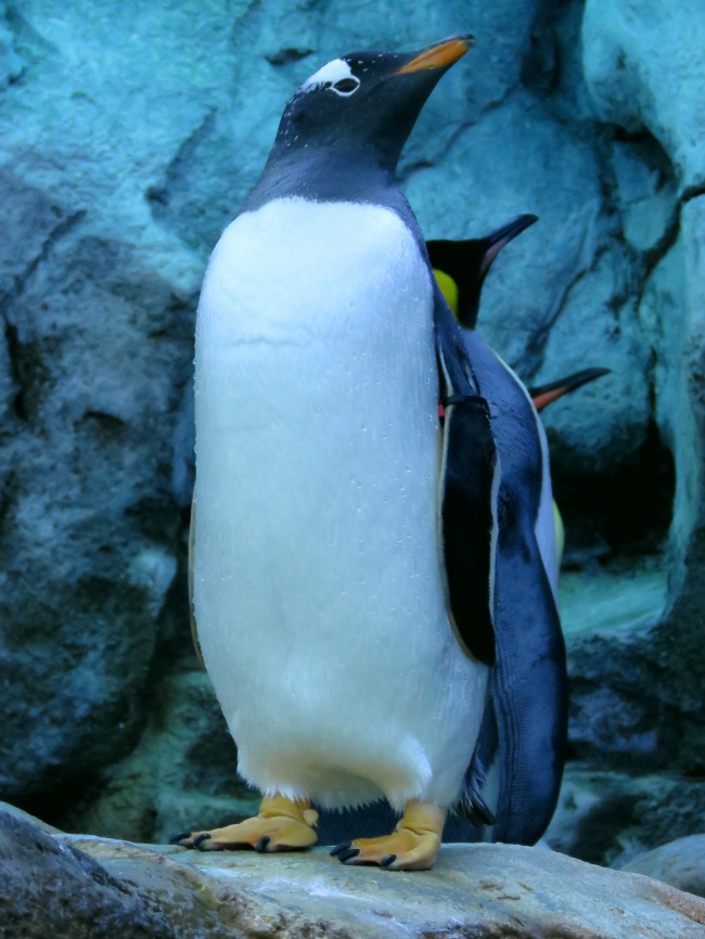 站立的企鹅图片
