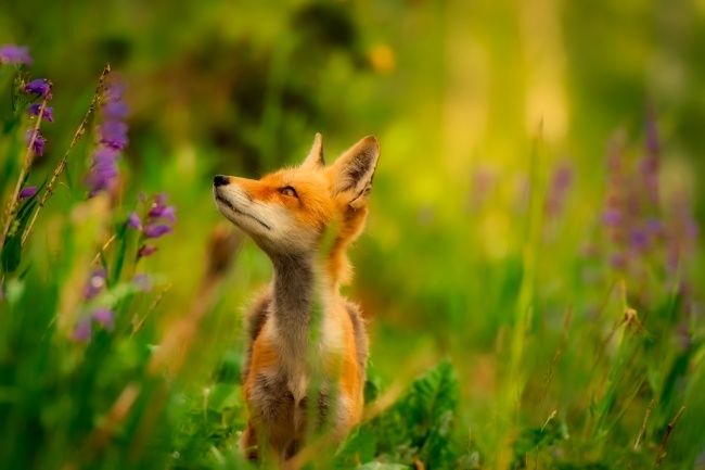 可爱狐狸动物图片