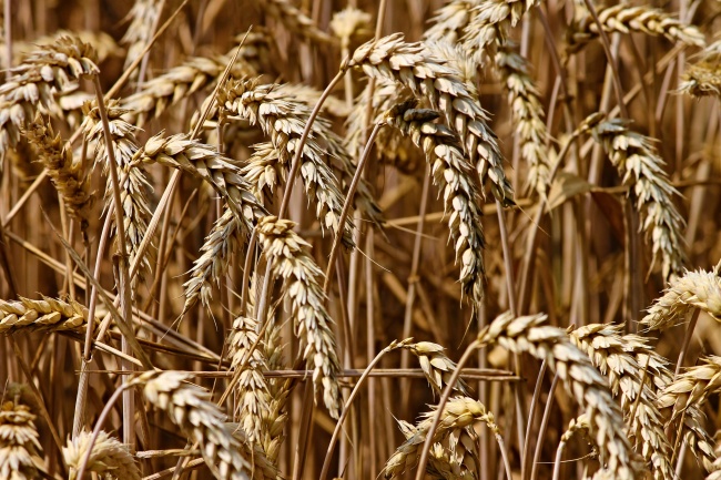 小麦麦穗背景图片