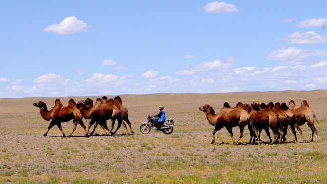 沙漠游牧骆驼图片