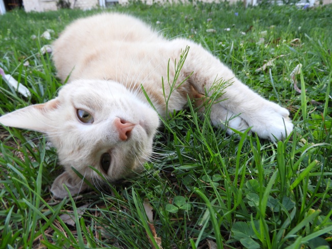 草地懒散小猫图片
