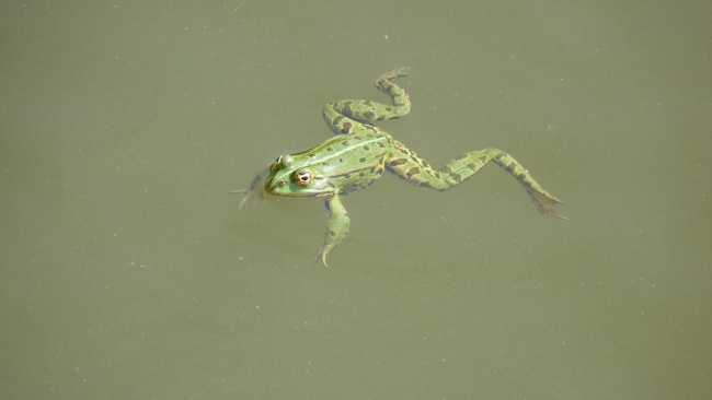 河里绿色青蛙图片