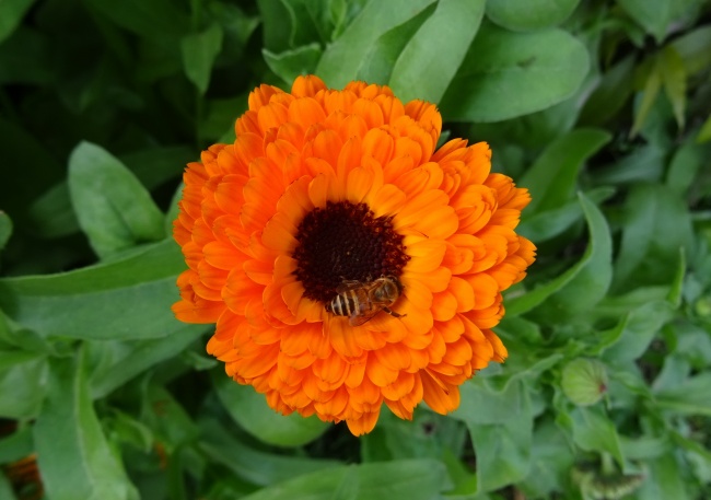 蜜蜂采花蜜高清图片