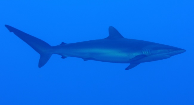 小蓝鲨鱼图片