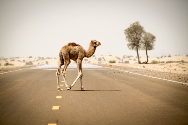 干旱地行走的骆驼图片