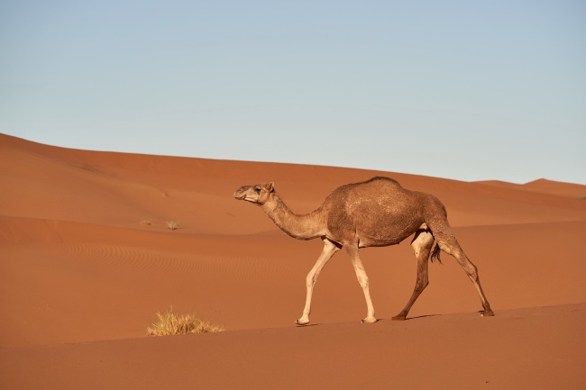沙漠骆驼高清图片