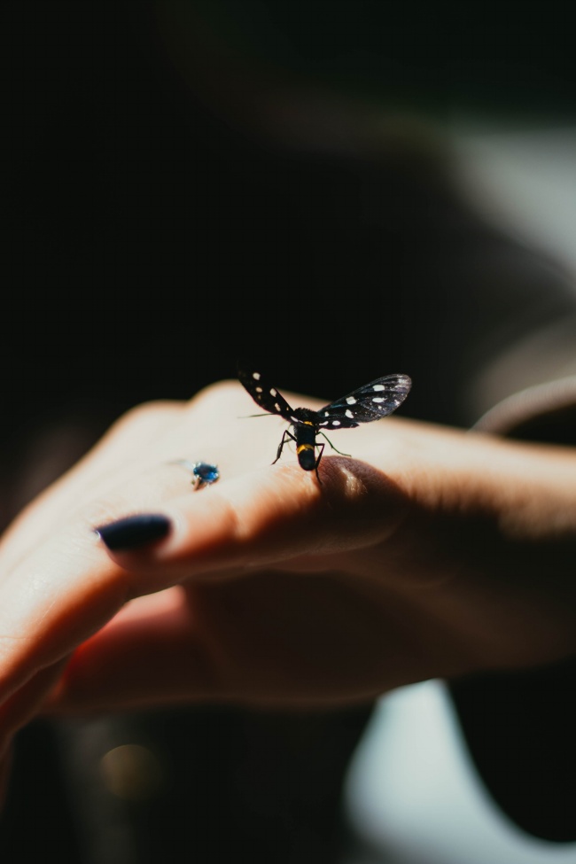 指尖的蝴蝶意境图片