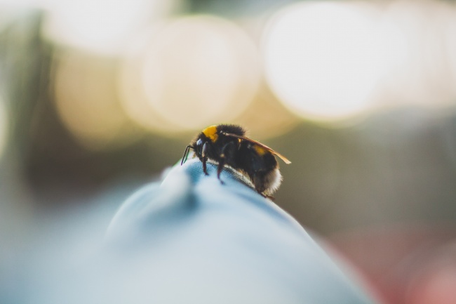 蜜蜂嗡嗡摄影图片