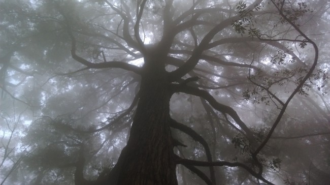 迷雾大树图片