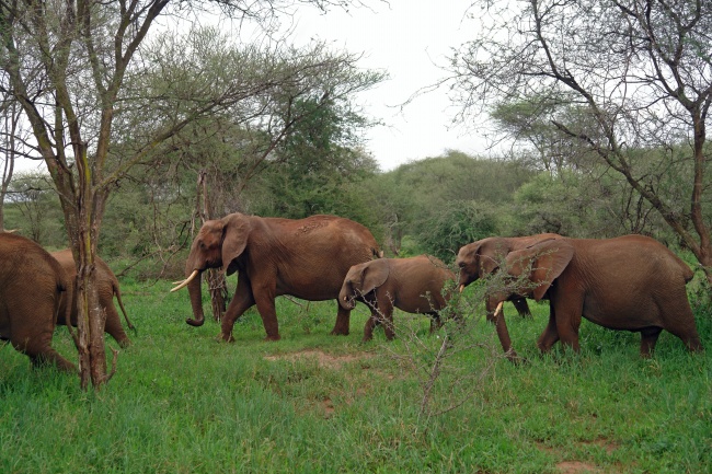 森林大象群图片