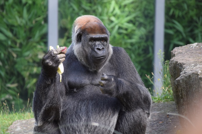 大猩猩进食图片