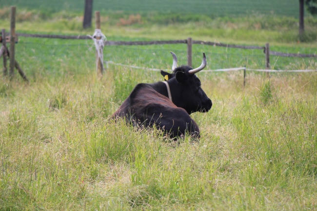牧场黑色公牛图片