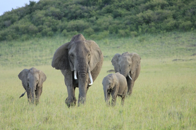 草原上行走的大象图片