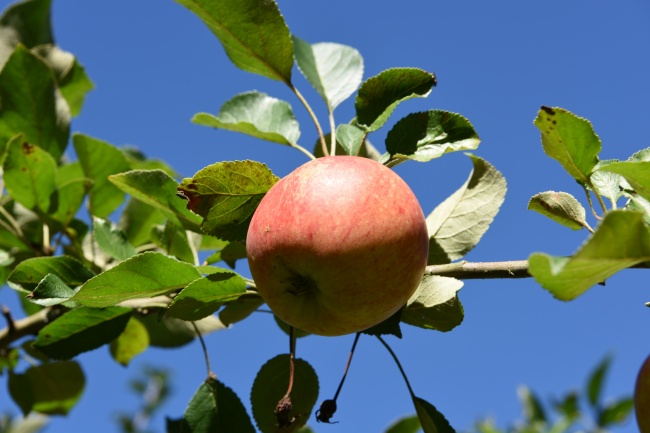 枝头苹果摄影图片