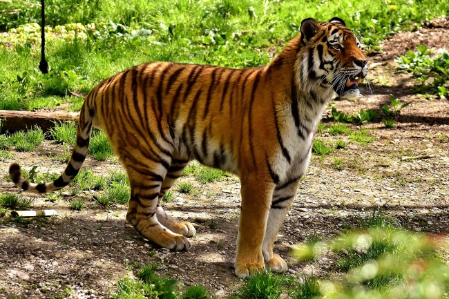 动物园小老虎图片
