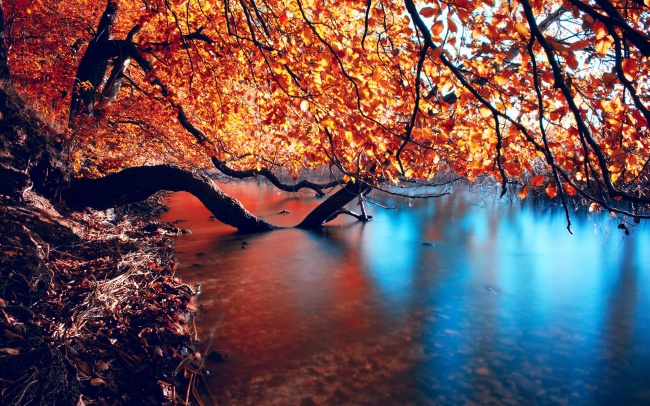 秋季森林溪水风景图片
